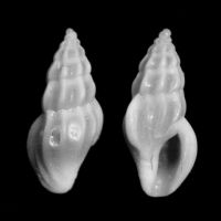 Haedropleura septangularis 